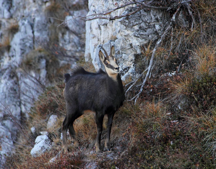 Camoscio appenninico - Rupicapra pyrenaica ornata